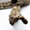 mala-galaz-korkowa-portugalska-do-formikarium.jpg