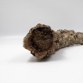 male-galezie-z-korka-portugalskie-do-serpentarium.jpg