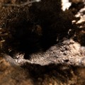 male-galezie-korkowe-portugalskie-do-akwaterrarium.jpg