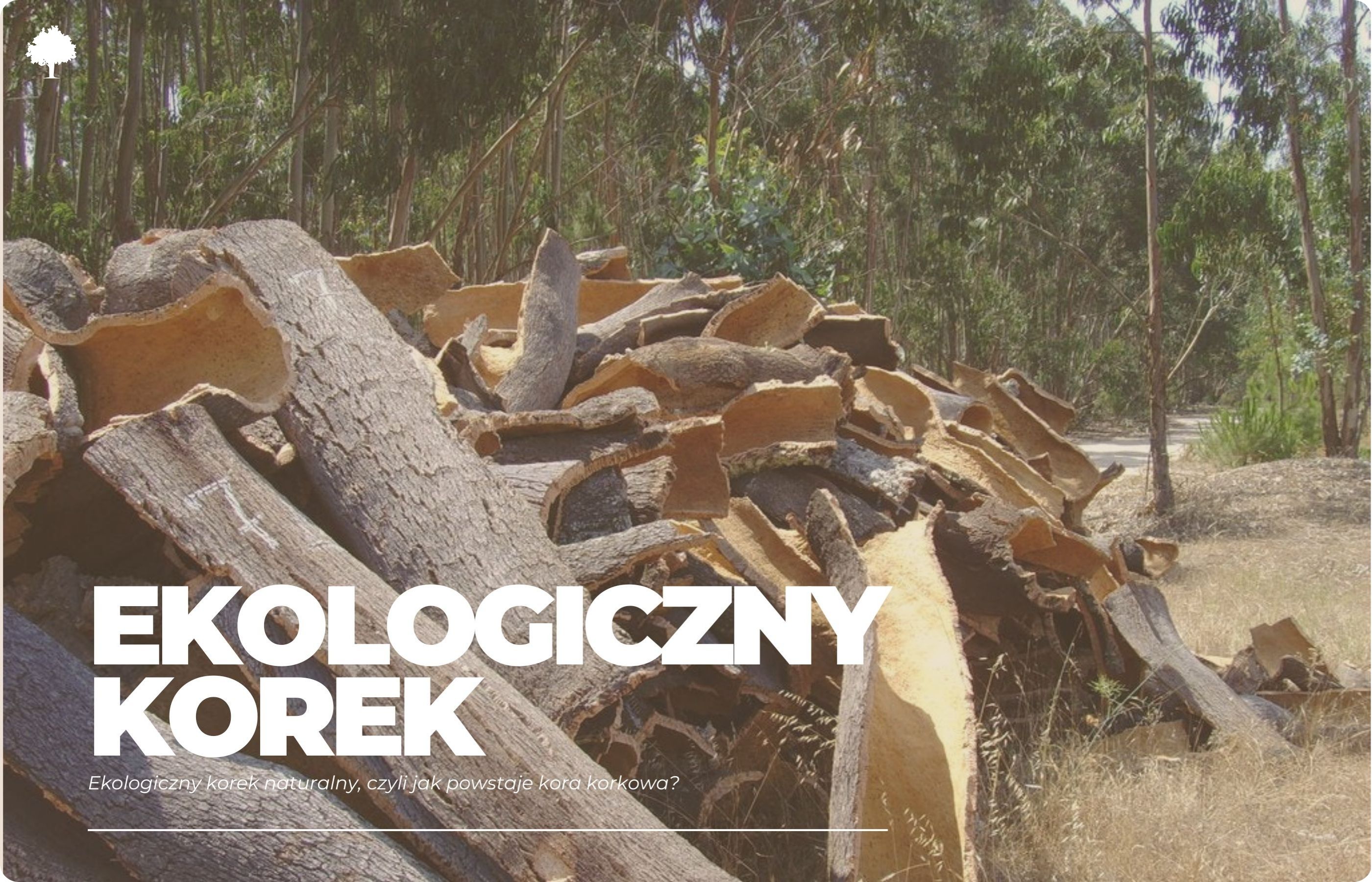 Ekologiczny korek naturalny, czyli jak powstaje kora korkowa?