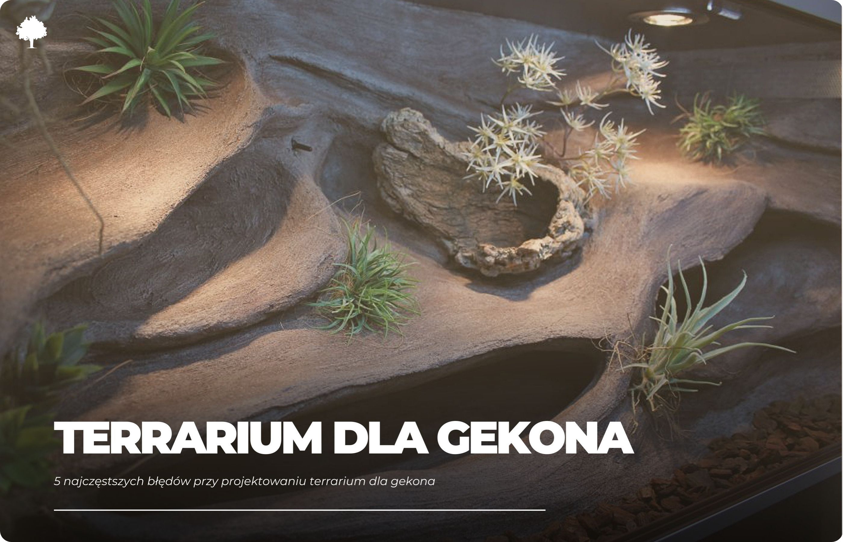 5 najczęstszych błędów przy projektowaniu terrarium dla gekona