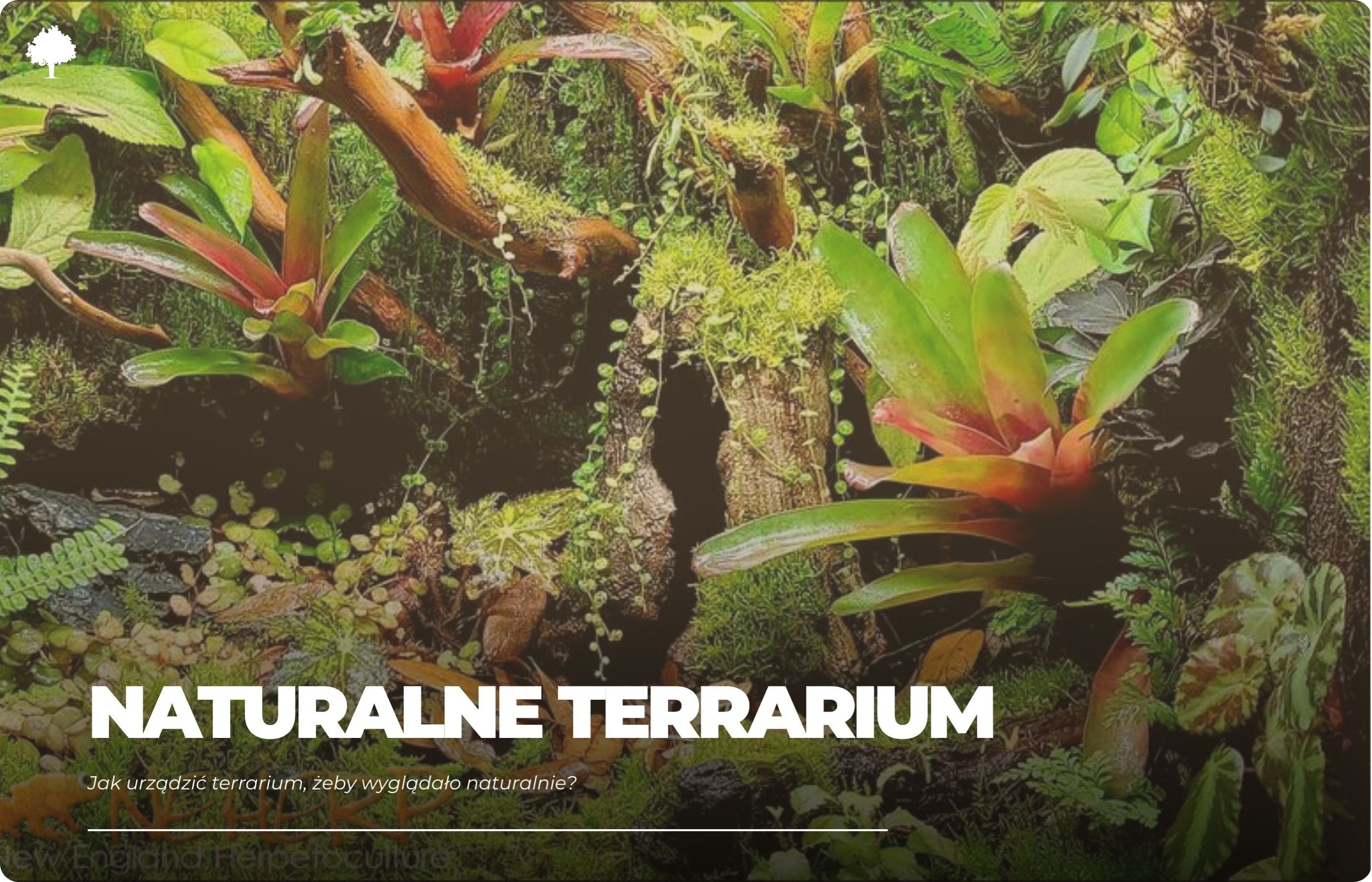 Jak urządzić terrarium, żeby wyglądało naturalnie?