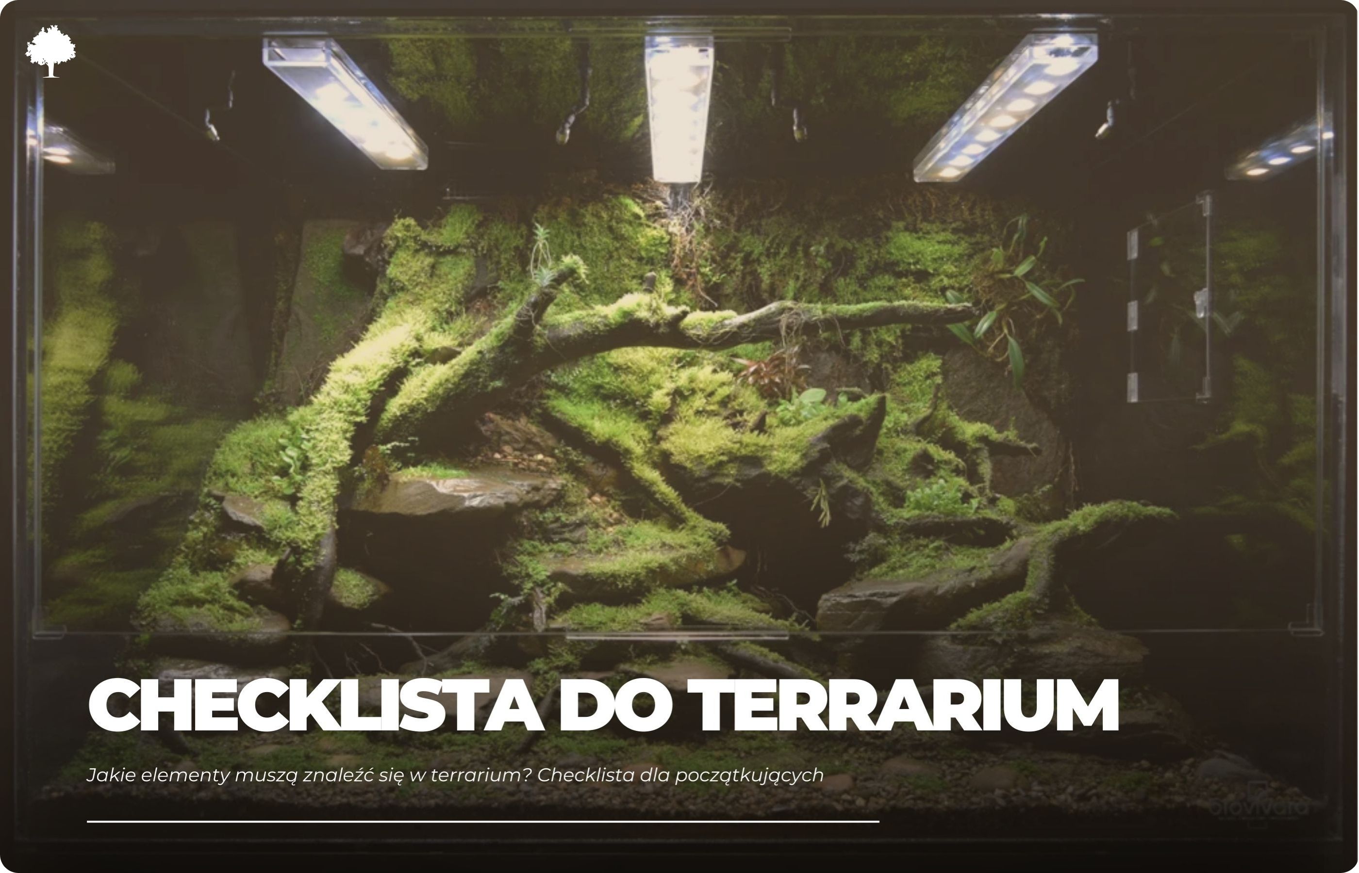 Jakie elementy muszą znaleźć się w terrarium? Checklista dla początkujących