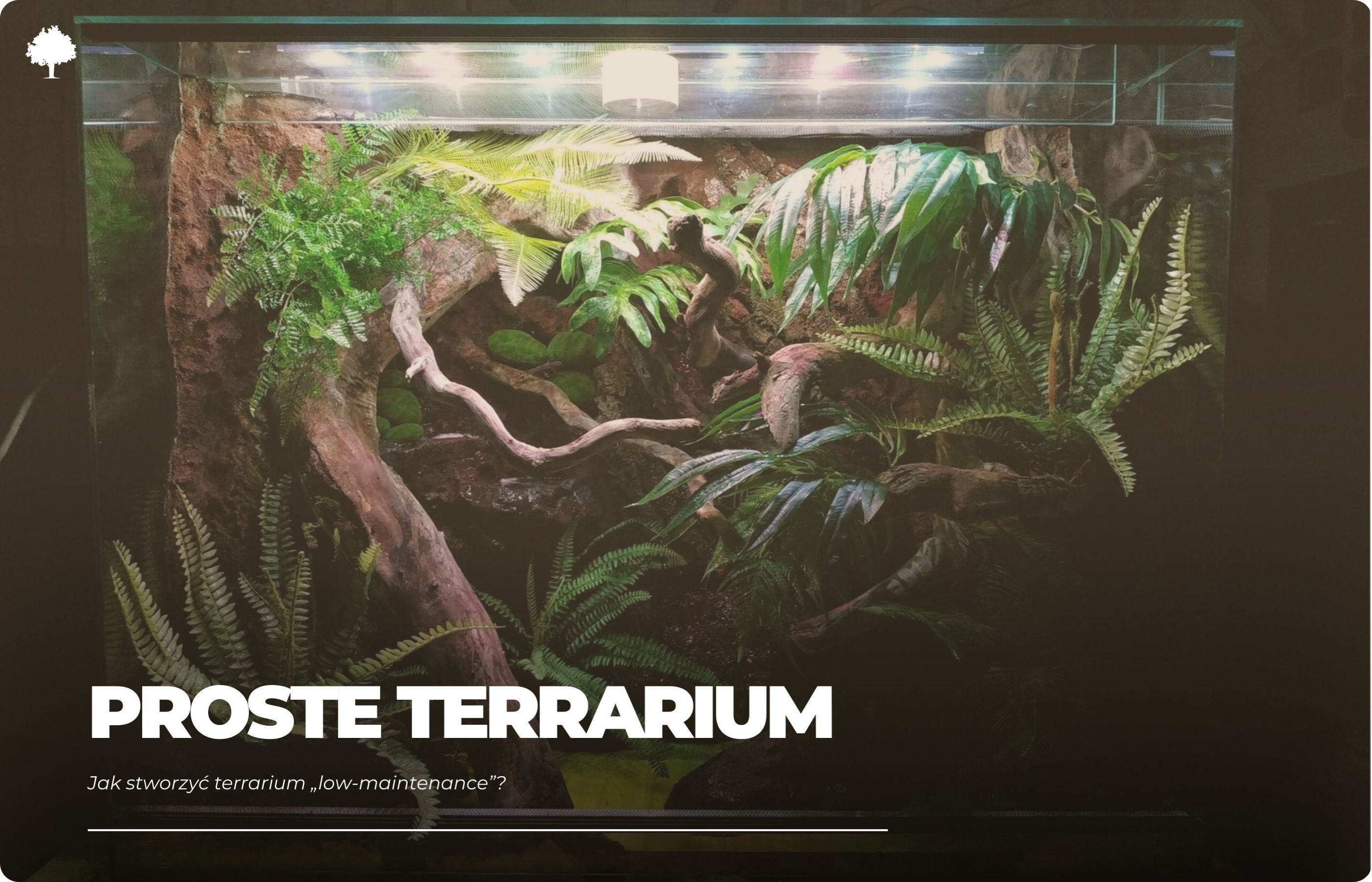 Jak stworzyć terrarium „low-maintenance”?