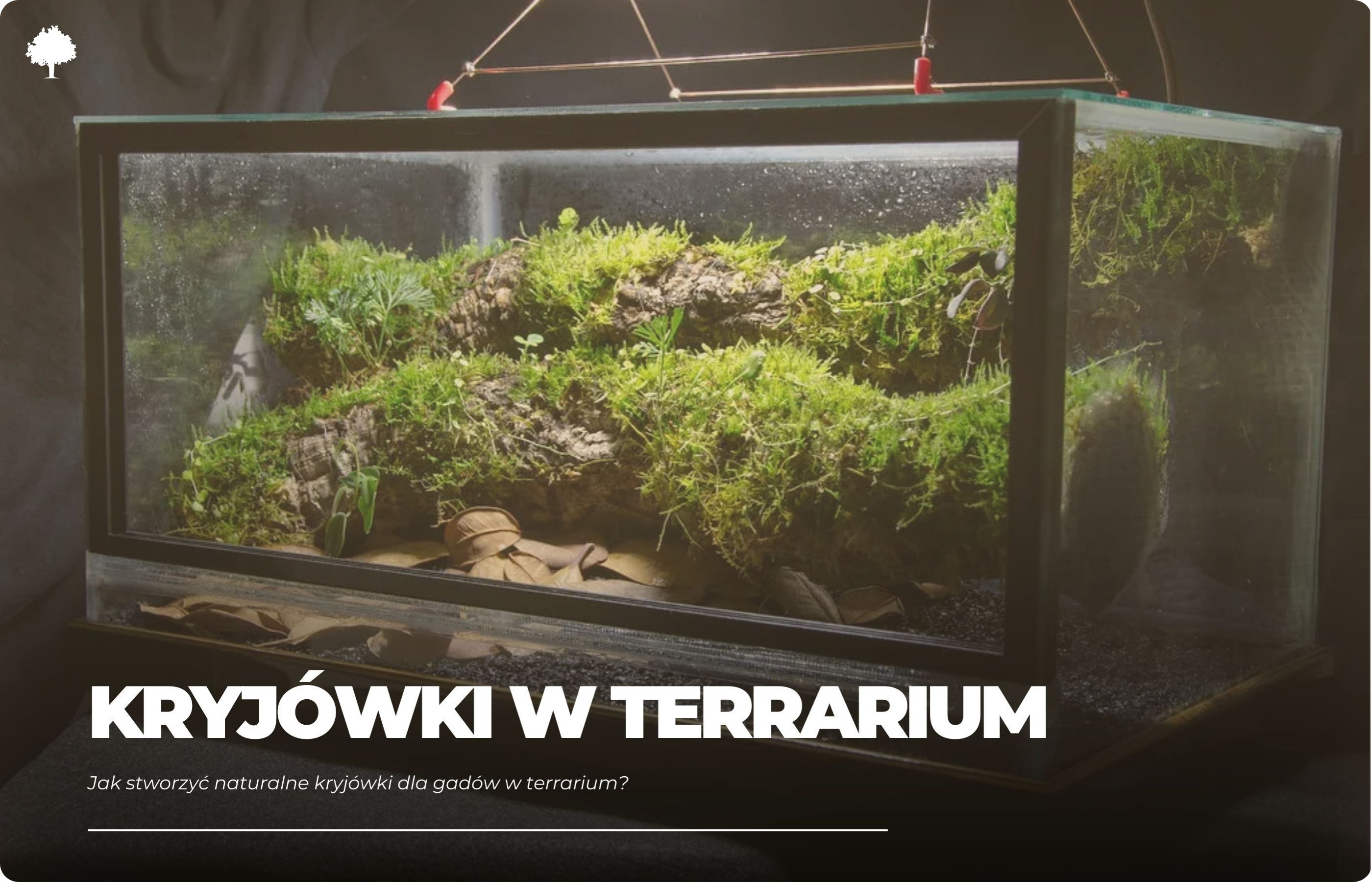 Jak stworzyć naturalne kryjówki dla gadów w terrarium?