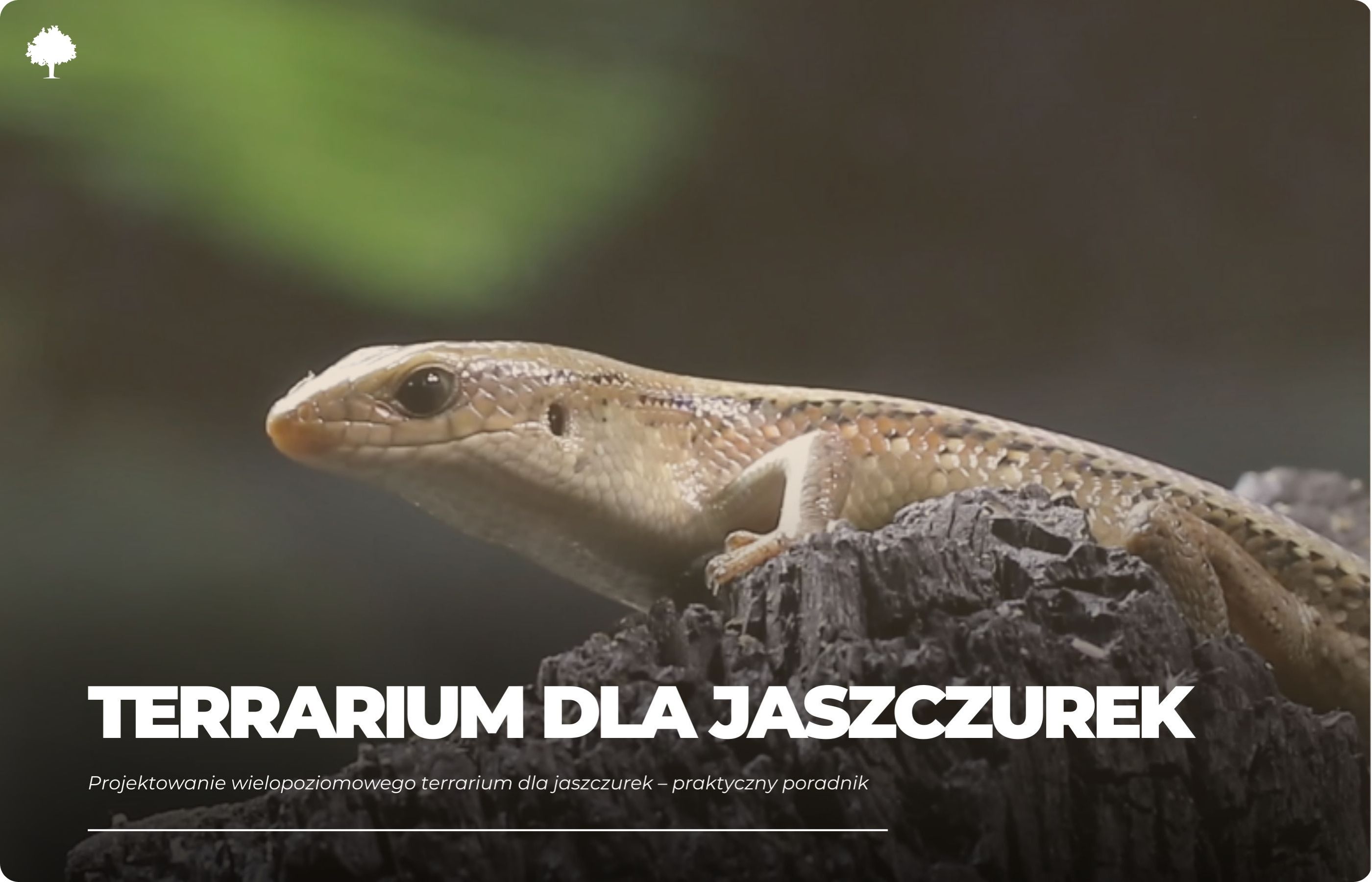 Projektowanie wielopoziomowego terrarium dla jaszczurek – praktyczny poradnik