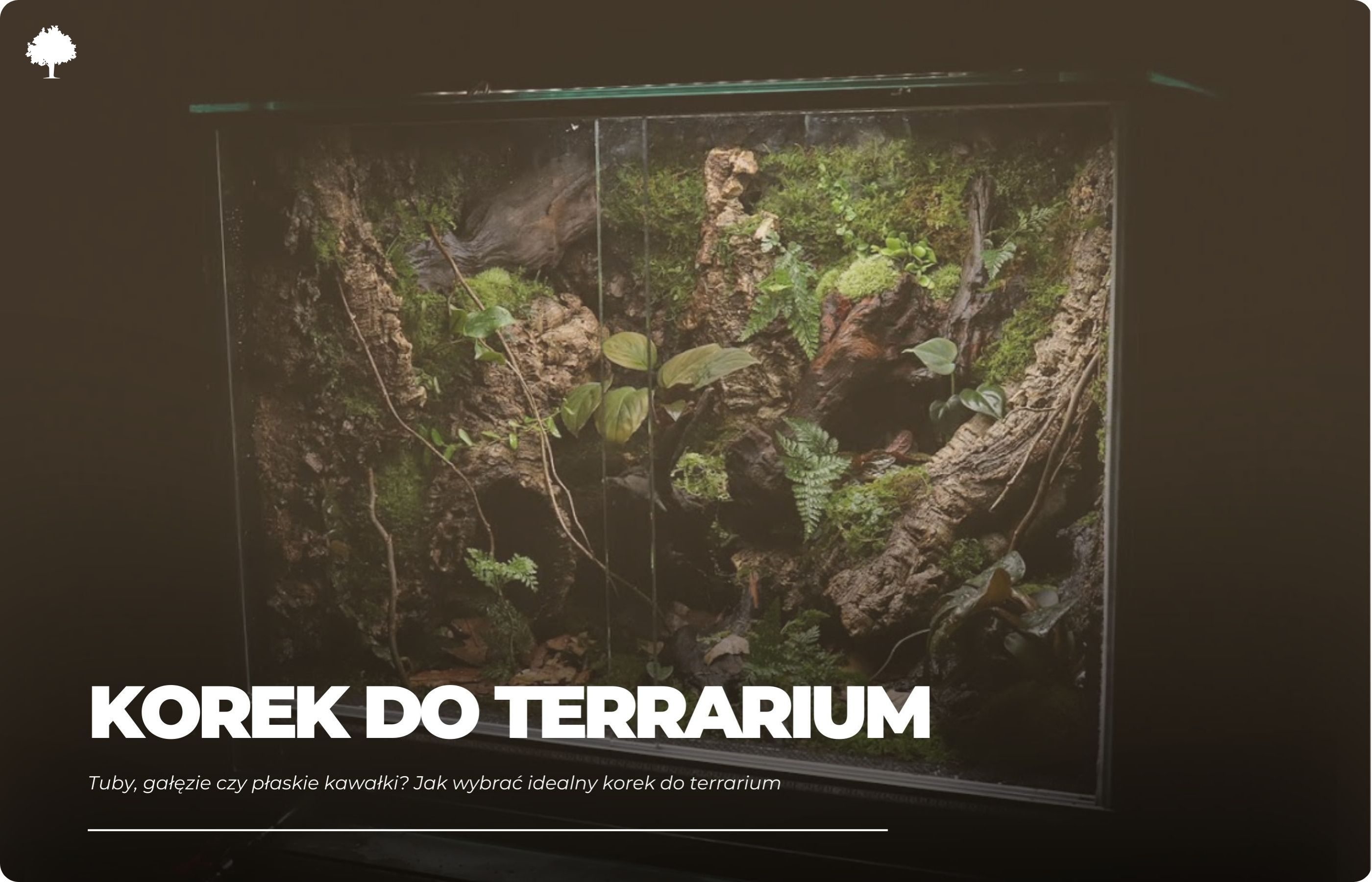 Tuby, gałęzie czy płaskie kawałki? Jak wybrać idealny korek do terrarium