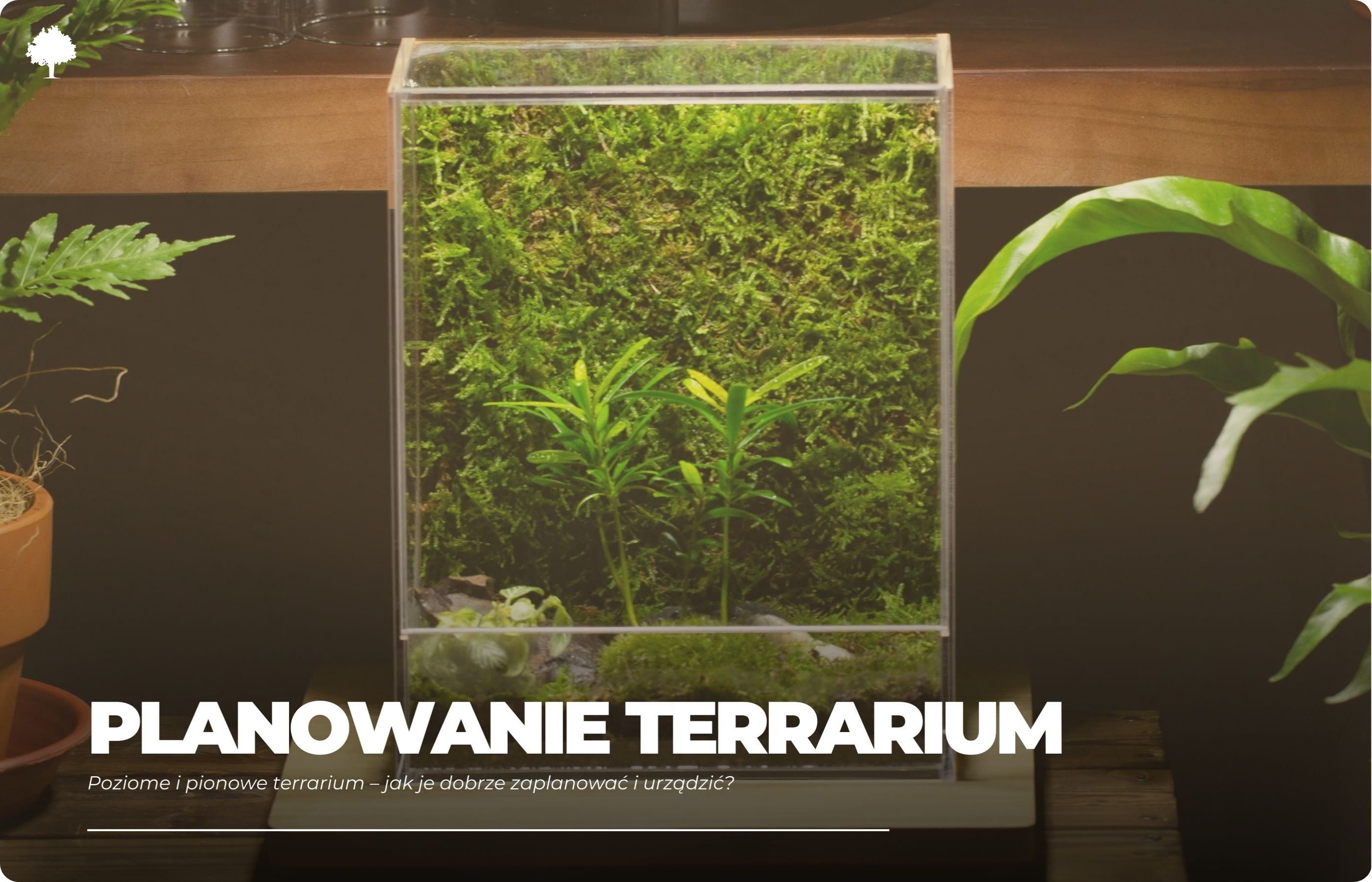 Poziome i pionowe terrarium – jak je dobrze zaplanować i urządzić?