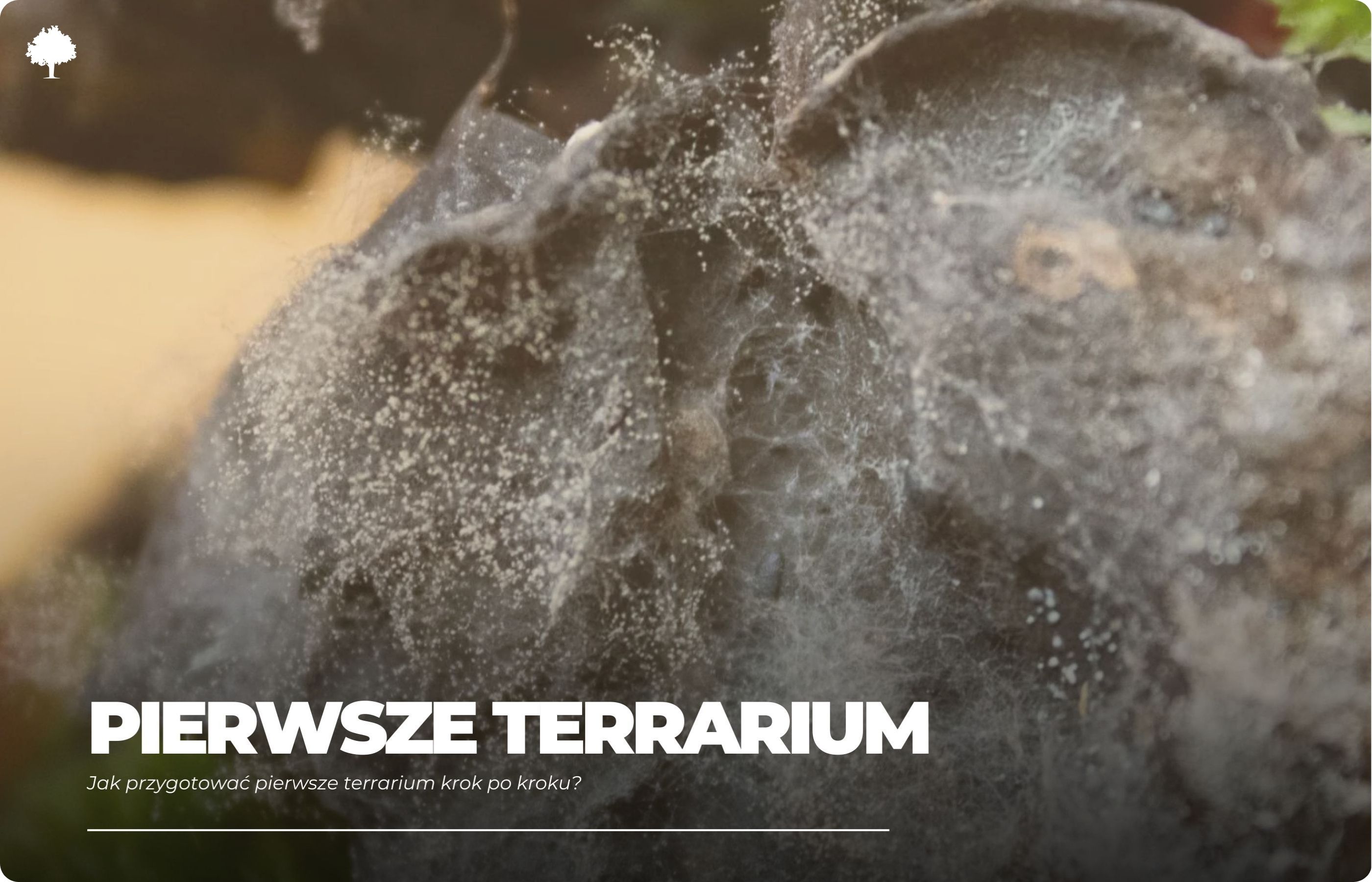Jak przygotować pierwsze terrarium krok po kroku?