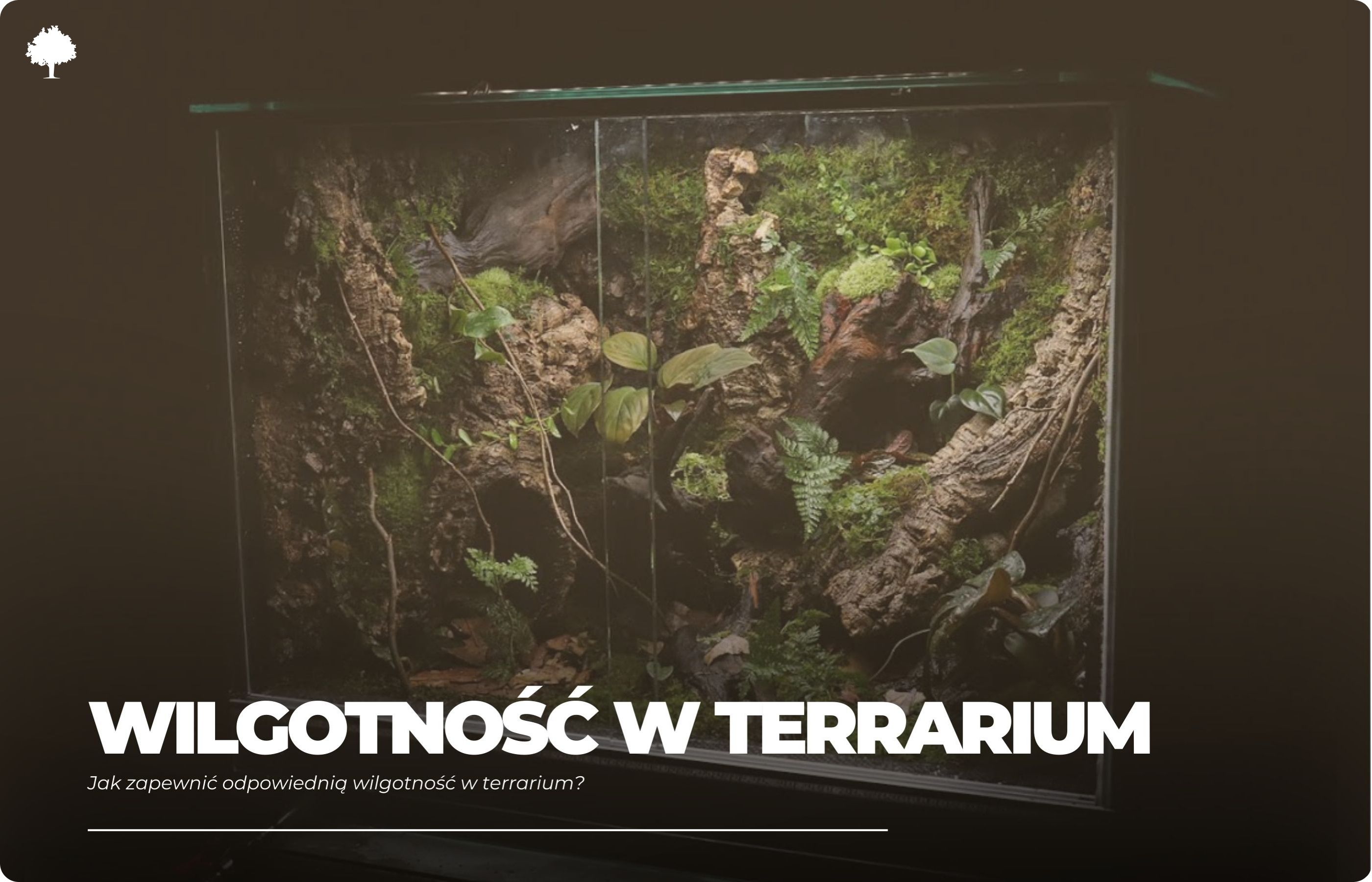 Jak zapewnić odpowiednią wilgotność w terrarium?