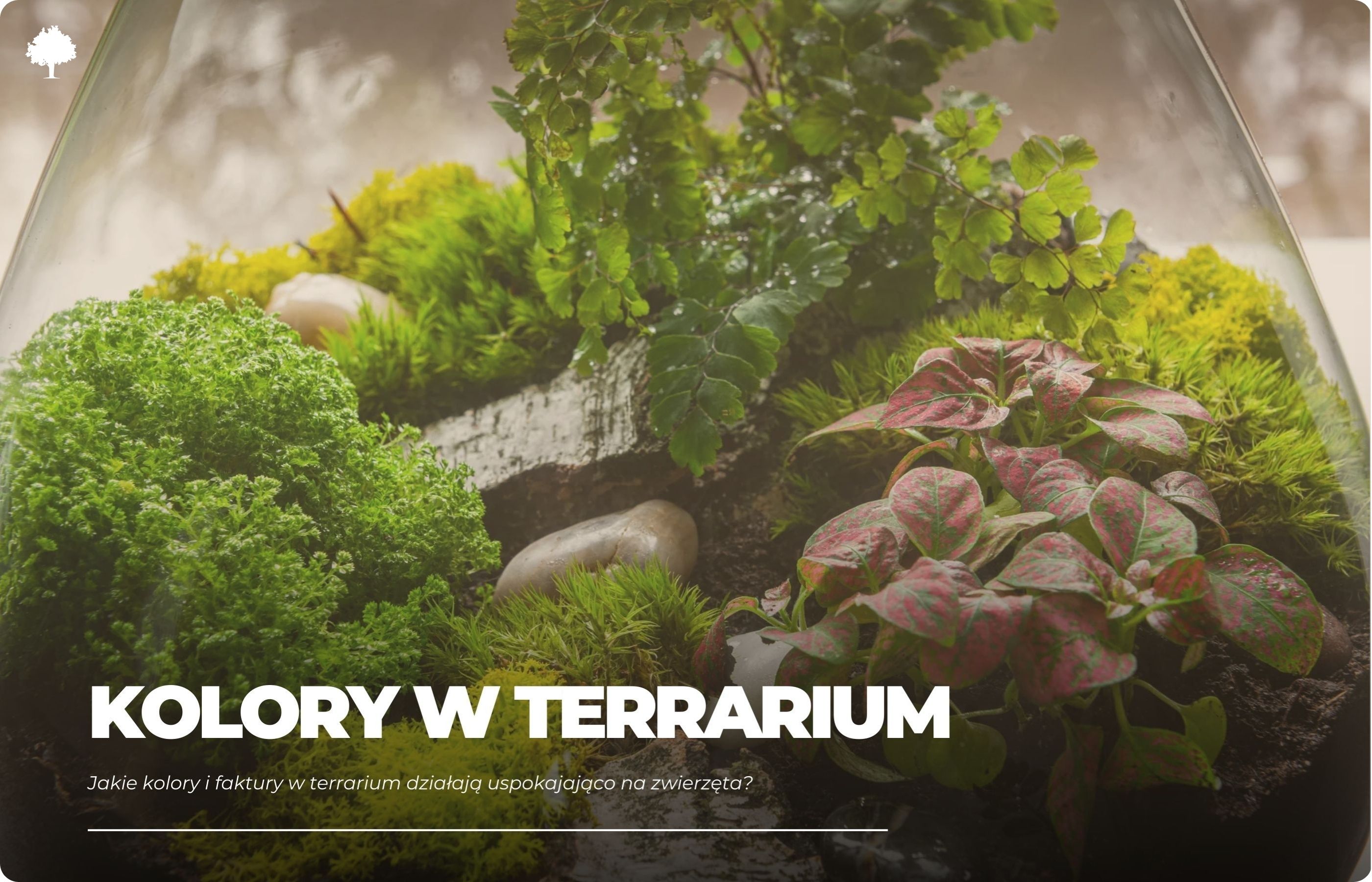 Jakie kolory i faktury w terrarium działają uspokajająco na zwierzęta?