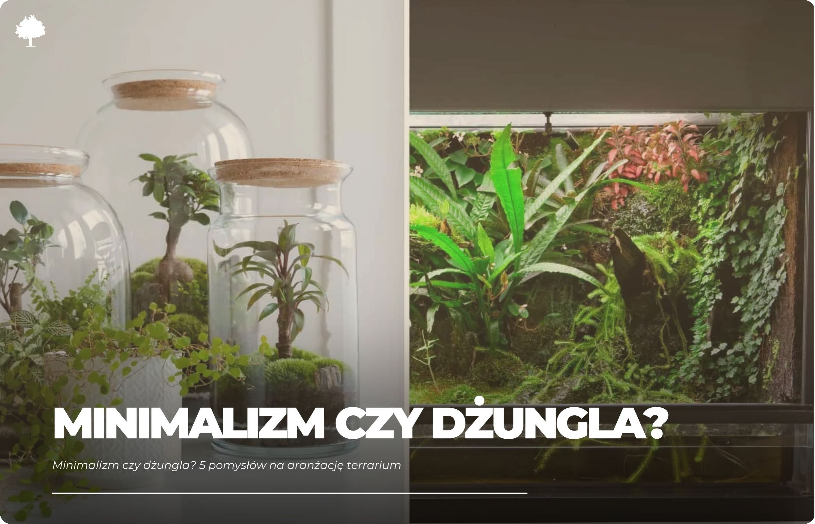 Minimalizm czy dżungla? 5 pomysłów na aranżację terrarium