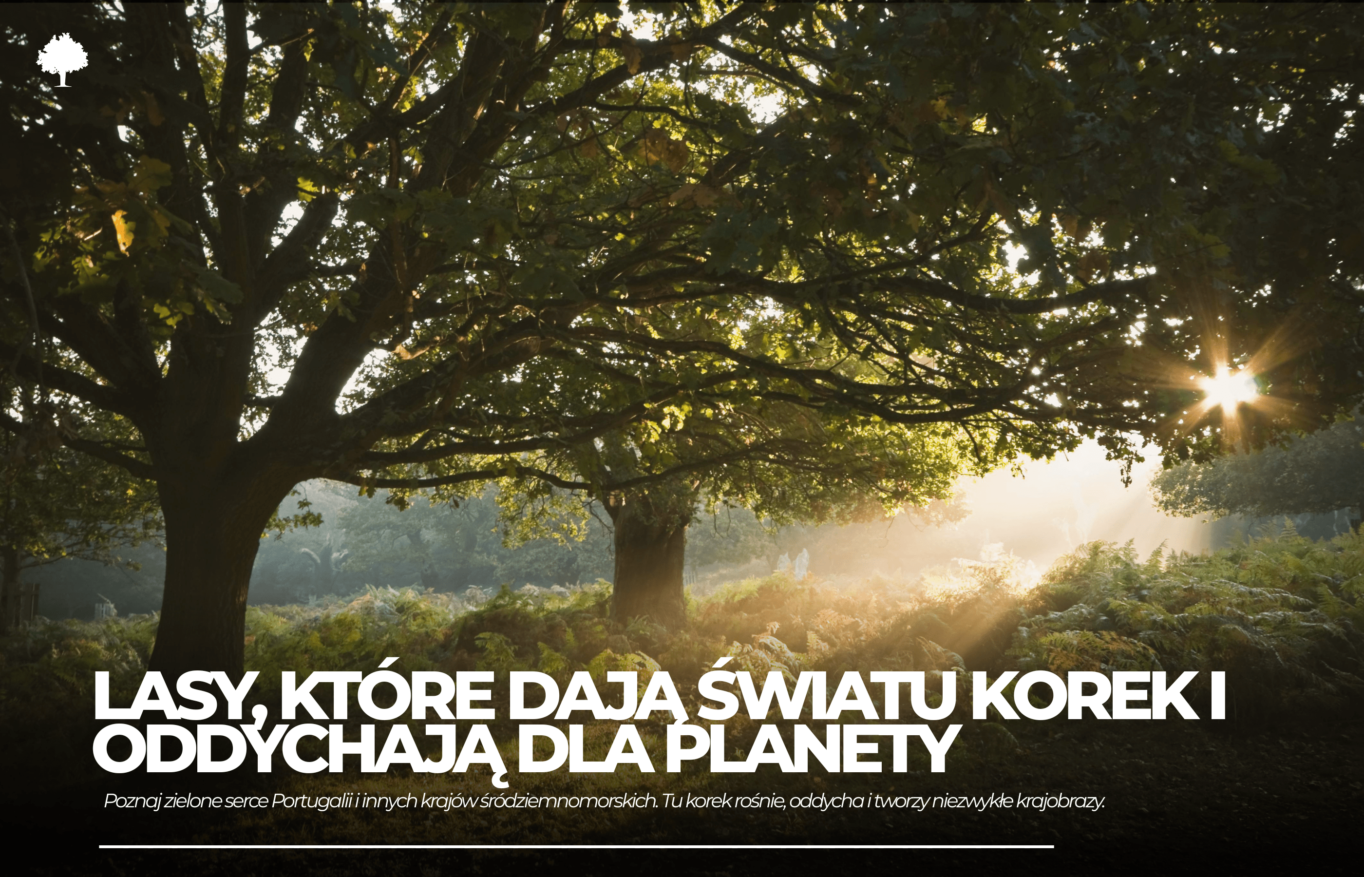 Najpiękniejsze korkowe lasy — gdzie je znaleźć?