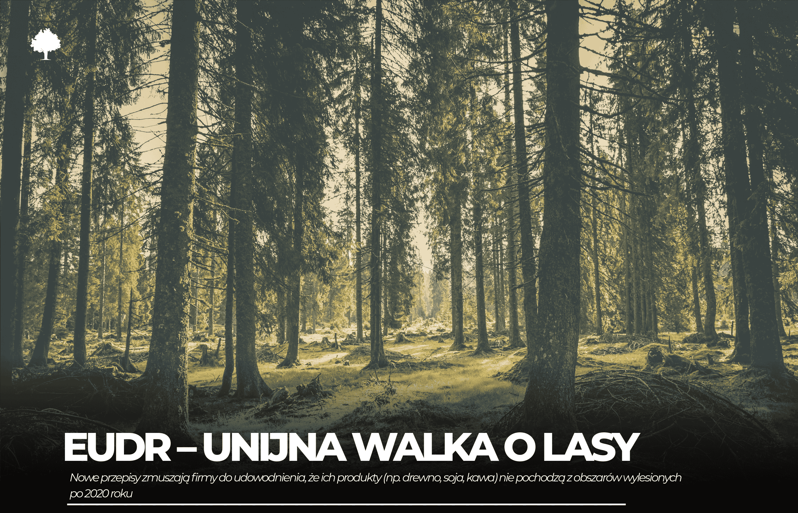 EUDR: unijna walka o lasy. Ten materiał odgrywa kluczową rolę