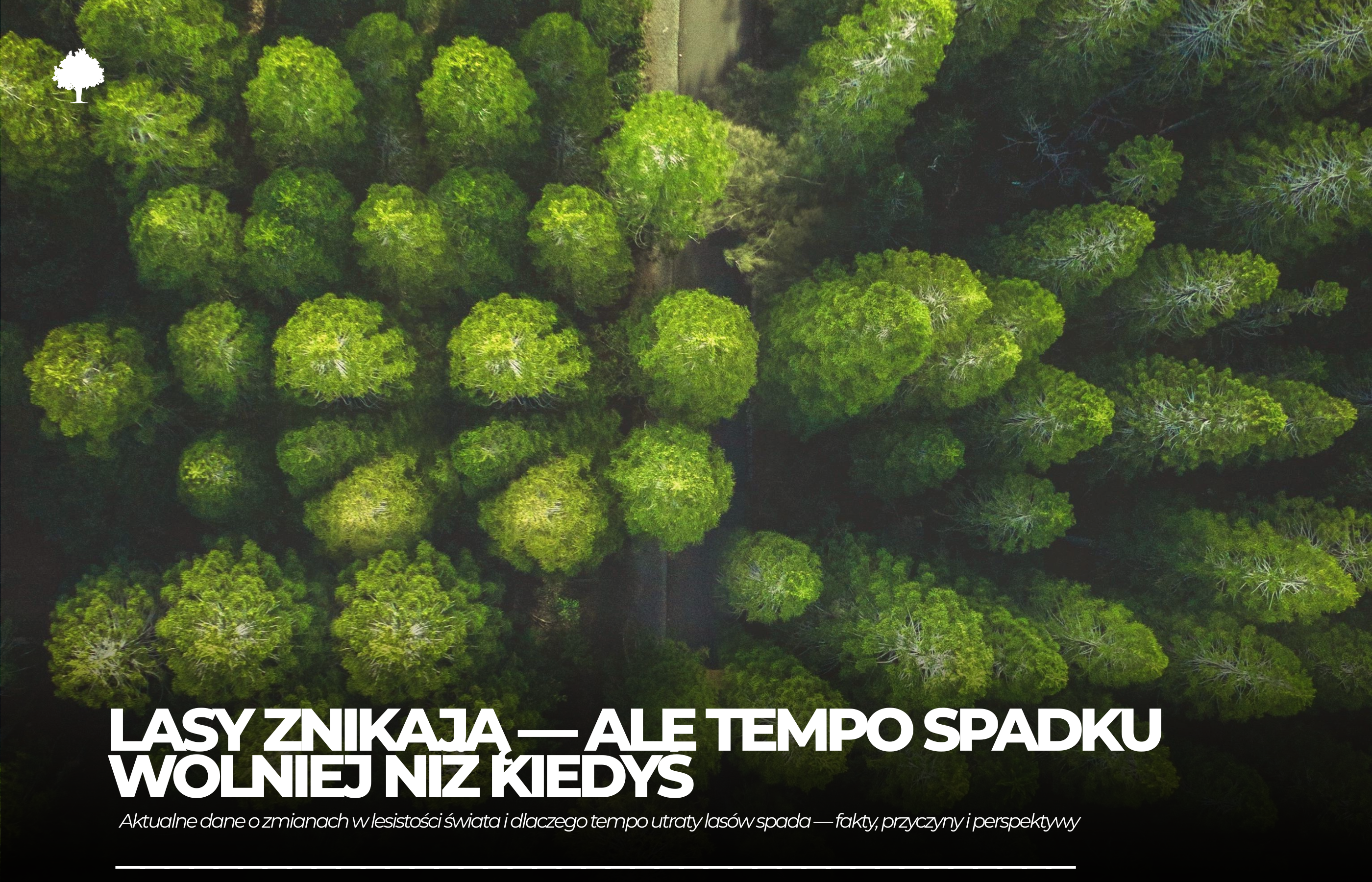 Lasy znikają, ale... coraz wolniej!
