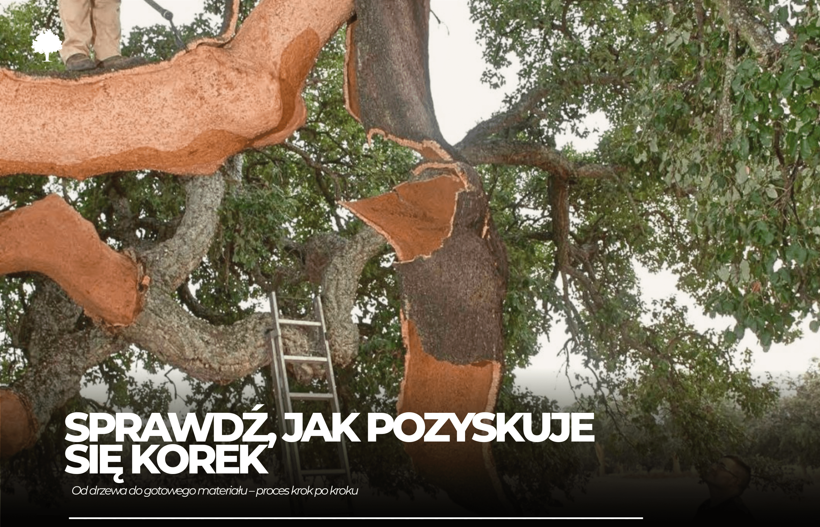 Sprawdź, jak pozyskuje się korek!