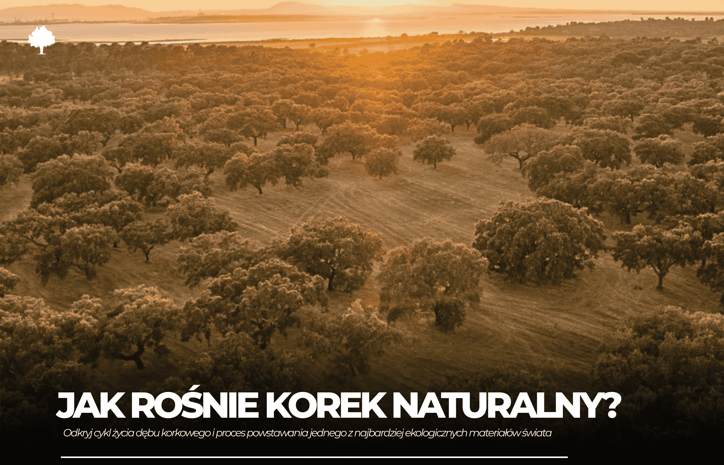 Jak rośnie korek naturalny?