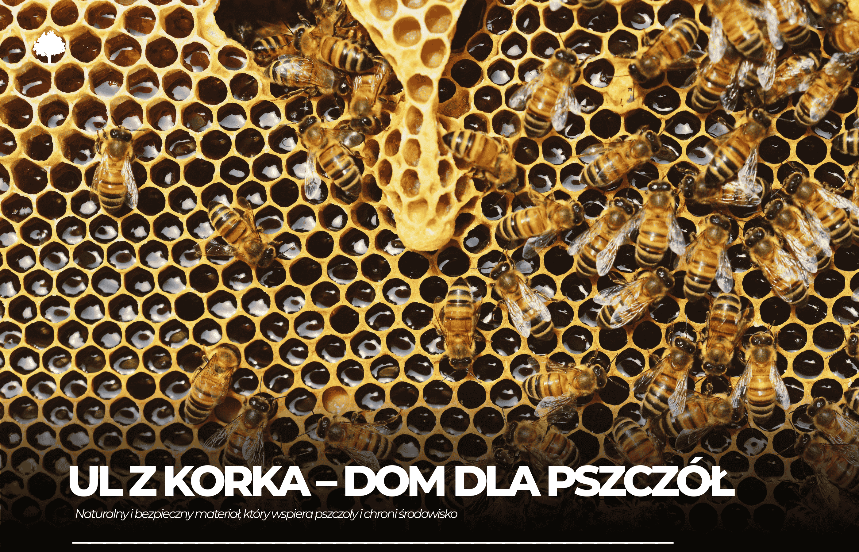Ul z korka, czyli dom korkowy dla pszczół!